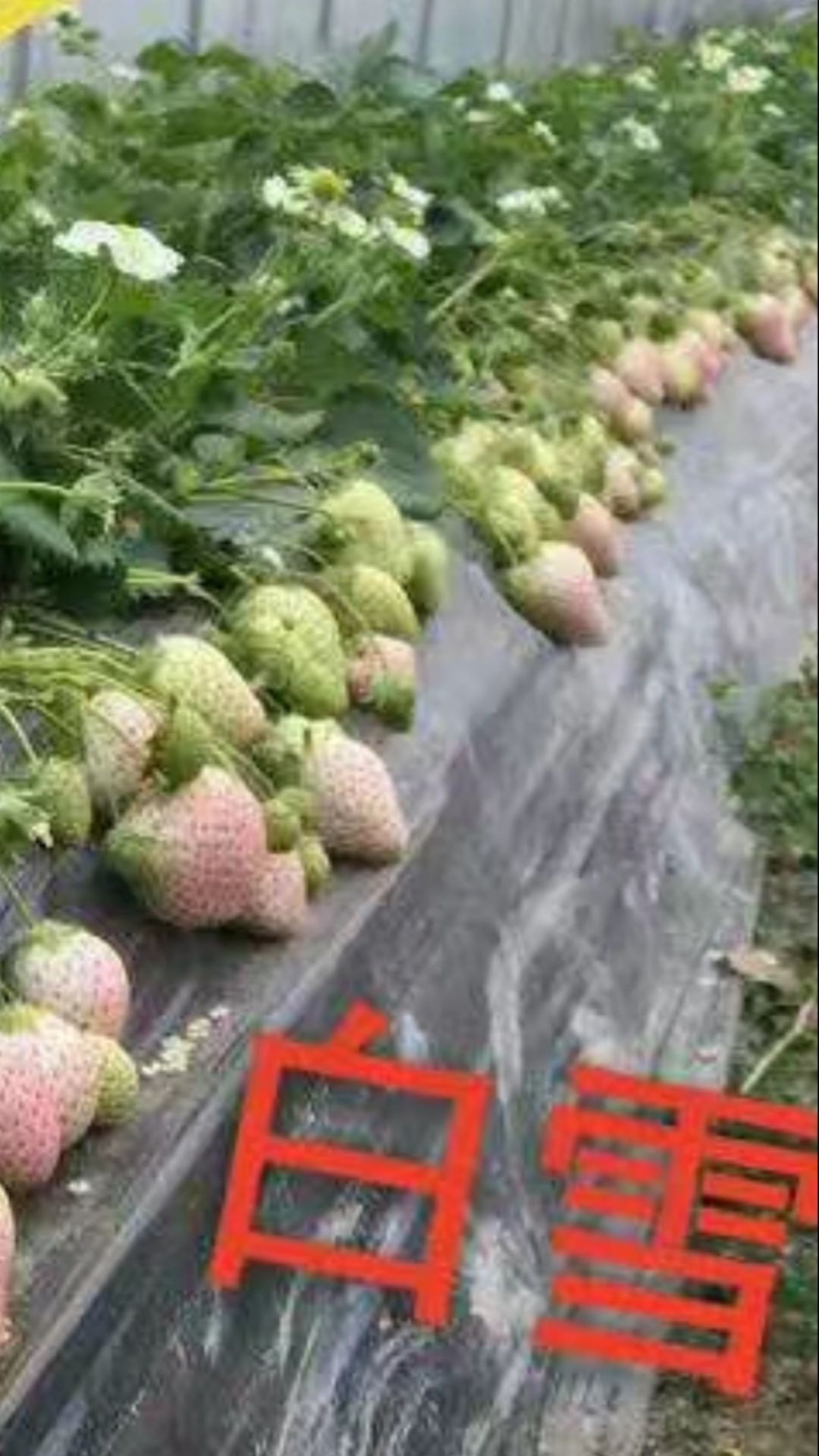 白雪