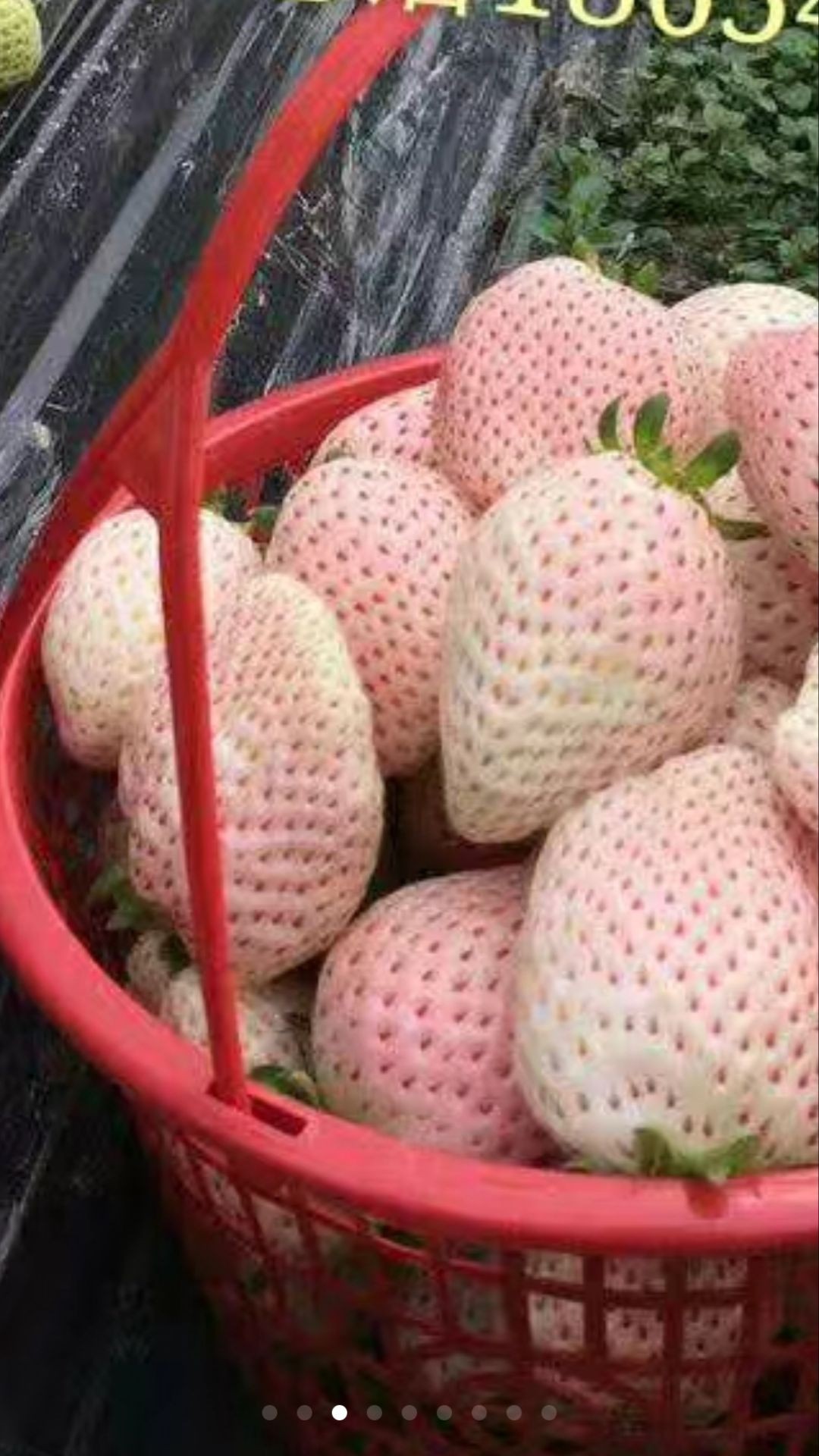 草莓成型图