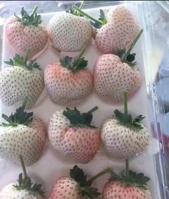 草莓成型图