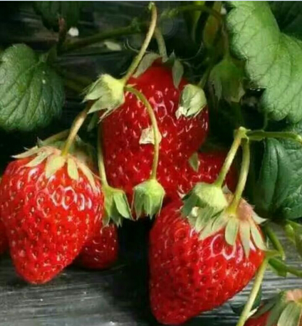 草莓成型图