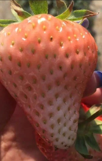 草莓成型图