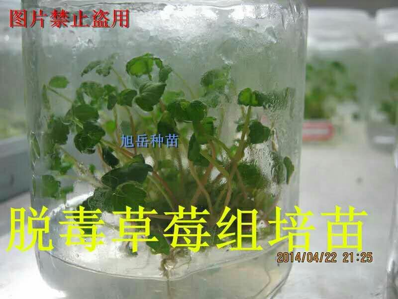 脱毒生产苗